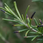 ローズマリーが黒くなる原因を徹底解説！初心者向けの対策と予防法