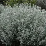 ラベンダーの花が咲かない？原因と適切な解決策を徹底解説