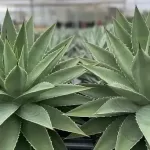 アガベのメリクロンとは？メリット・デメリットや注意点を解説