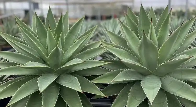 アガベ　ウェベリー　メリクロン アガベのメリクロンとは？メリット・デメリットや注意点を解説 - PLANT