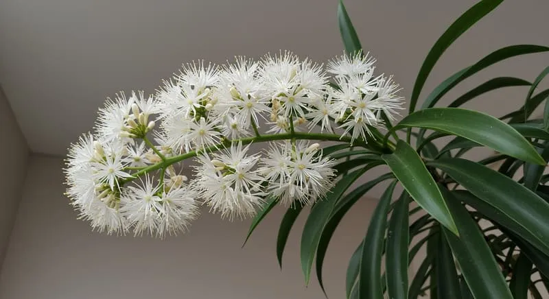 幸福の木の花が珍しい理由
