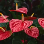 アンスリウムの花が終わったら行うべきお手入れ方法と注意点