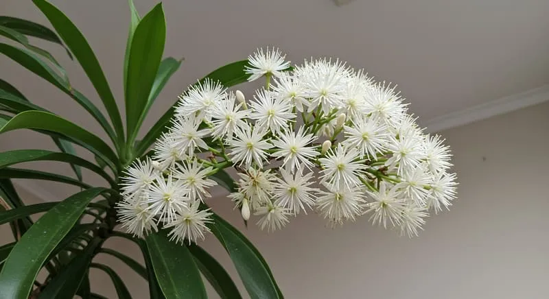幸福の木の花が咲く意味とは