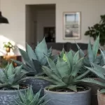 アガベに人気があるのはなぜ？魅力や育て方、希少品種まで徹底解説