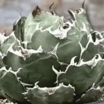 アガベ白鯨の偽物を見分ける方法！本物との違いを徹底解説