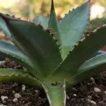 アガベの水切れサインをチェック！葉のシワや変化と対処法