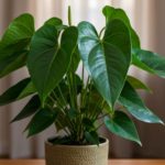 アンスリウムの葉ばかりで花が咲かない理由と育て方のポイント