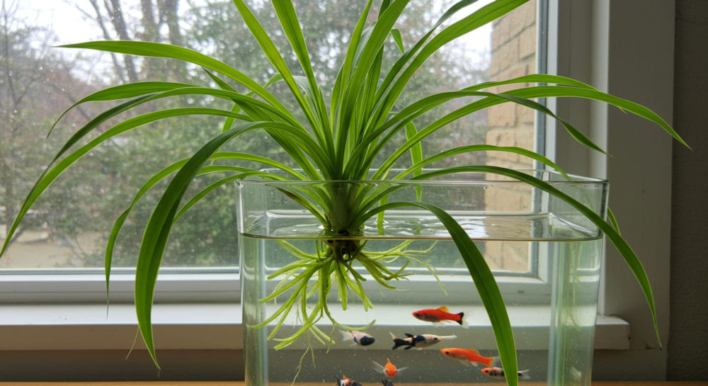 メダカと一緒に育てることは可能？