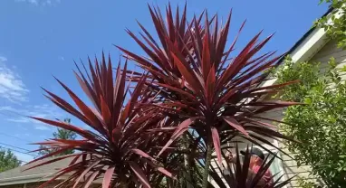 コルジリネの芯止めで成長をコントロールする！剪定後のケアまで完全ガイド