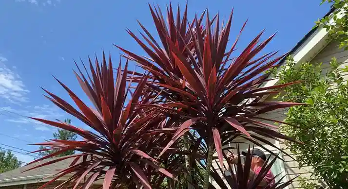 コルジリネの芯止めで成長をコントロールする！剪定後のケアまで完全