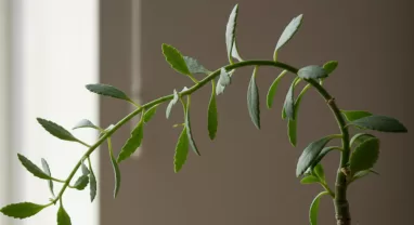 カランコエがひょろひょろに？原因と効果的な改善方法