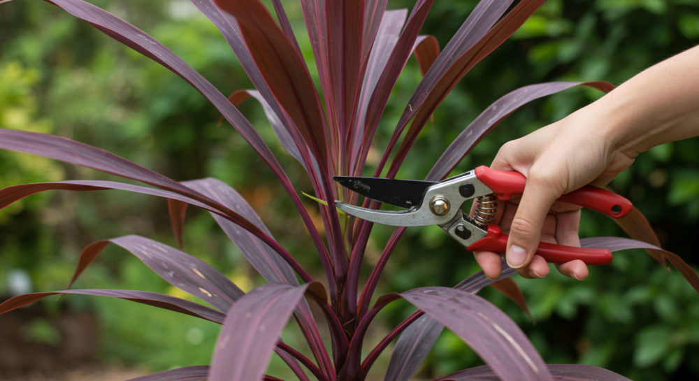 コルジリネを小さくしたいときの対策