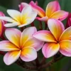 プルメリアの匂いの魅力