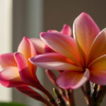 プルメリアの育て方！室内でも花を咲かせる栽培の基本ポイント