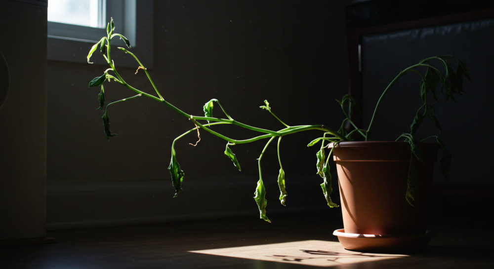 観葉植物が伸びすぎる理由を詳しく解説