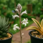 ハオルチアの花の開花時期と花後の管理や対処方法を徹底解説