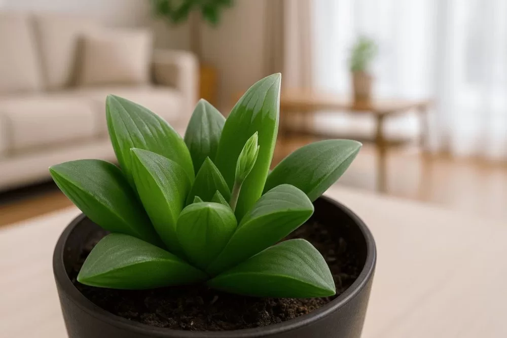 葉がしおれるときの対処法