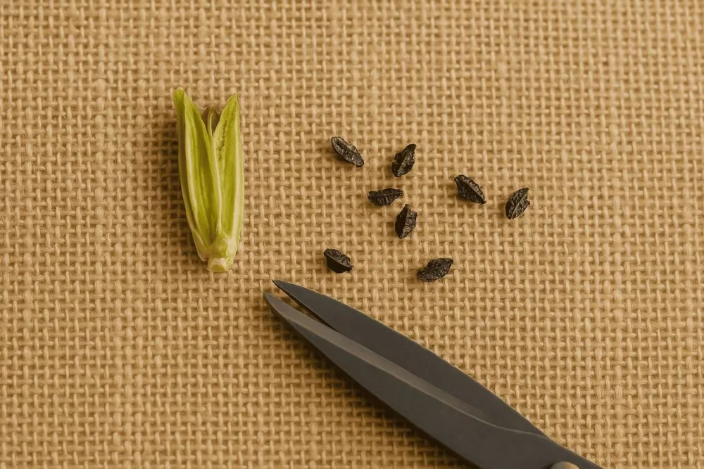 日当たりと土の種類の選び方