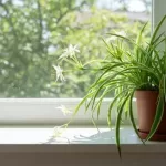 オリヅルランの花が珍しい理由と開花条件