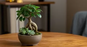 ガジュマルの寄せ植えの魅力とおしゃれに楽しむ育て方を徹底解説