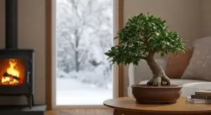 ガジュマルの冬越し方法と元気に育てる秘訣