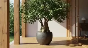 ガジュマルが大きくなりすぎたらどうする？