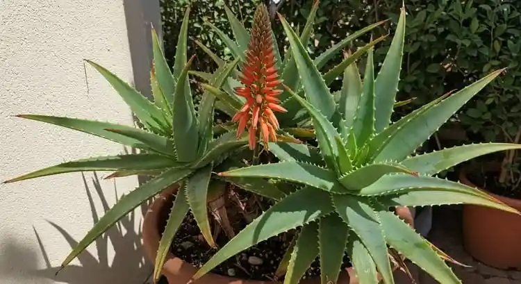 アロエの花の咲かせ方のコツ