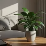 スパティフィラムの花が咲かない時の原因と対処法・育て方のコツ