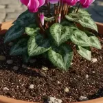 シクラメンの植え替えに適した用土の正しい選び方とおすすめ配合