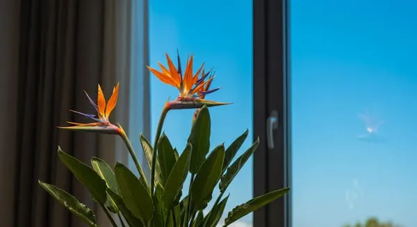 葉が丸まる前にできる予防策