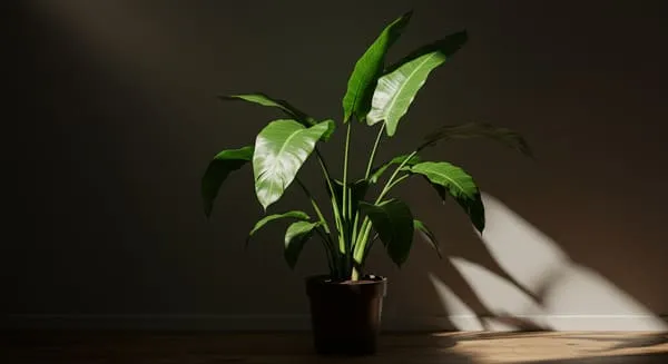 日当たり不足による影響