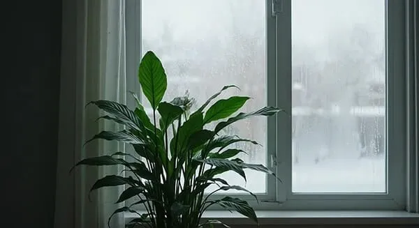 冬に咲かないのは温度が低いため