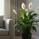 スパティフィラムの花が終わったら見直したい置き場所と肥料管理