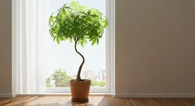 パキラの曲げ方