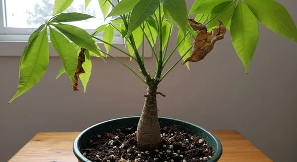 症状ごとの進行度と復活の可能性を判断する