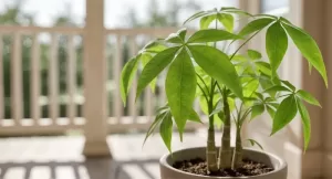 パキラの水不足の症状と葉の変化