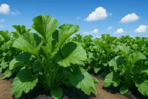 【おかのり】の育て方を完全ガイド