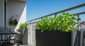 コリアンダーの育て方