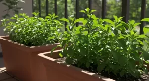 ステビア栽培とは