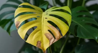 モンステラの黄色くなった葉はどうする