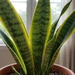 サンスベリアが黄色くなる