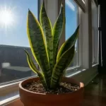 サンスベリアに直射日光は当てていいのか