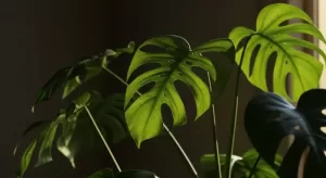 モンステラの葉が丸まる