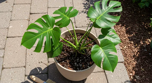 植え替えのタイミングと手順を解説