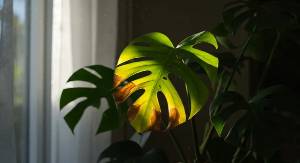 直射日光と葉焼けの見極め