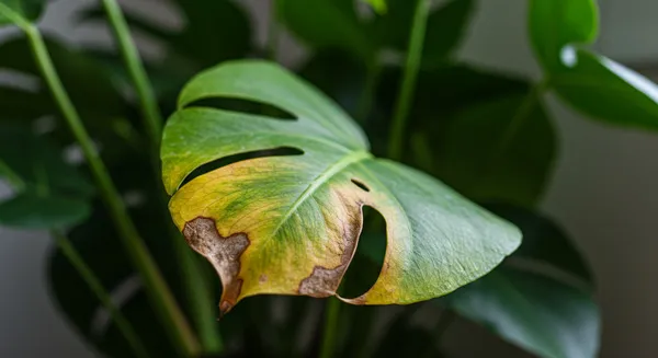 肥料の与え方と黄変の関係