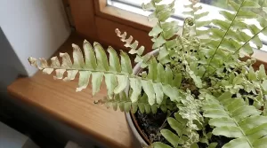 ネフロレピスの葉先が枯れる原因