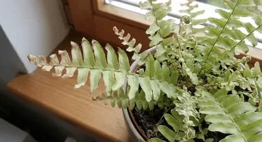 ネフロレピスの葉先が枯れる原因