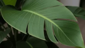 オーガスタの育て方｜葉が割れる原因