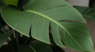 オーガスタの育て方|葉が割れる原因